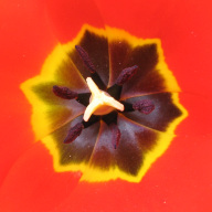 A tulip close up.