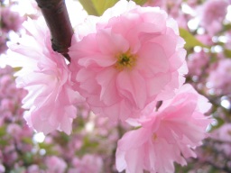 A cherry blossom.