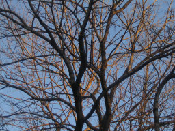 A bare tree in winter.